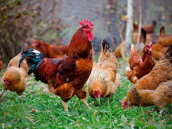 Породы куриц | ЗооТом - продажа, вязка и услуги для животных в Керчи