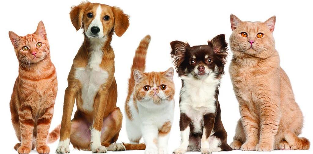 Доска объявлений о животных | ЗооТом - продажа, вязка и услуги для животных в Керчи