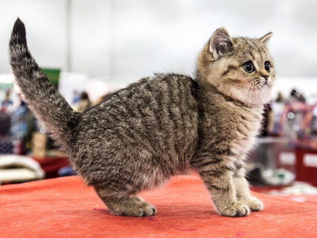 Породы кошек в Керчи | ЗооТом портал о животных