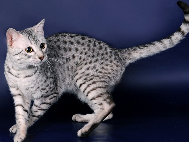 Породы кошек в Керчи | ЗооТом портал о животных