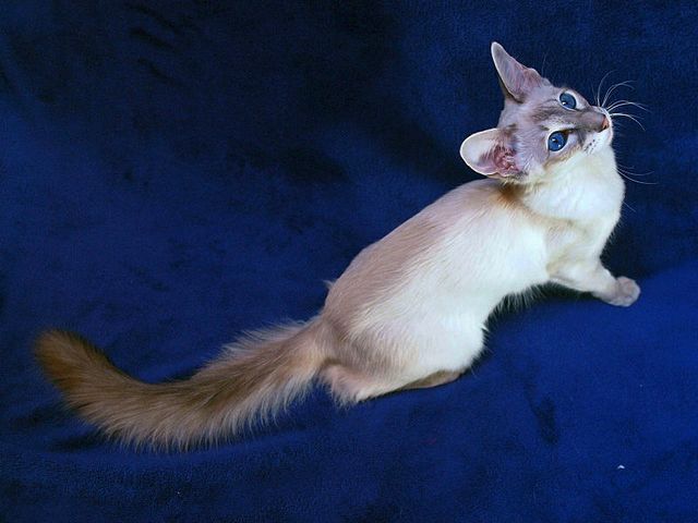 Выведенные породы кошек в Керчи | ЗооТом портал о животных