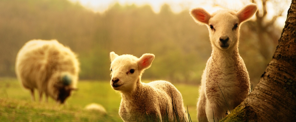 Объявления о сельскохозяйственных животных | ЗооТом - продажа, вязка и услуги для животных в Керчи