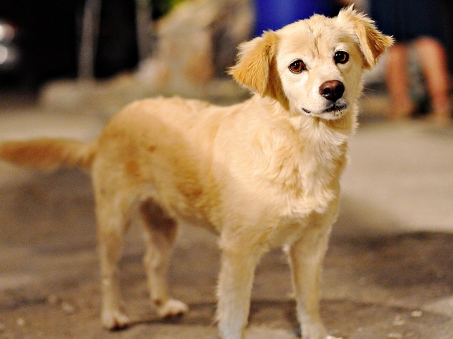 Породы собак в Керчи | ЗооТом портал о животных