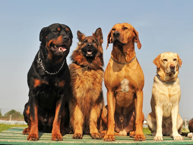 Крупные породы собак в Керчи | ЗооТом портал о животных